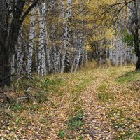 " В октябре и стар и млад наблюдает листопад! " :: LudMila 