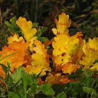 осень :: ИННА ПОРОХОВА осень :: ИННА ПОРОХОВА