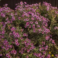 Середина октября. :: Петр Беляков Середина октября. :: Петр Беляков