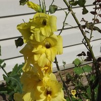 Гладиолус :: Freddy 97