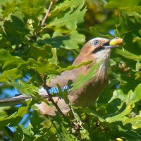 сойка с желудем :: gawrilа - dan