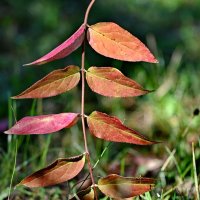 Листья бывают разные... :: Николай Саржанов