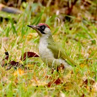 Зеленый дятел :: Светлана 
