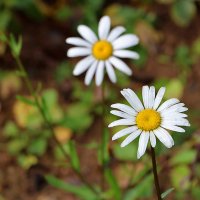 Октябрь уж на дворе... а ромашки всё цветут... :: Светлана Октябрь уж на дворе... а ромашки всё цветут... :: Светлана