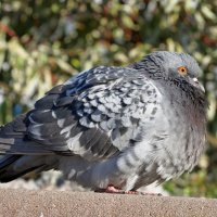 городской голубь :: Андрей Катков