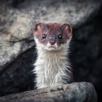 Маленькая и опасная :: Александр К.