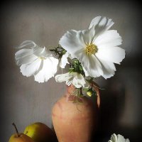 Вторая половина октября...космея отцветает....груши зреют... :: TAMARA КАДАНОВА Вторая половина октября...космея отцветает....груши зреют... :: TAMARA КАДАНОВА