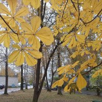 Каштан :: BoxerMak Mak