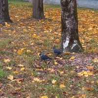 Галки :: BoxerMak Mak