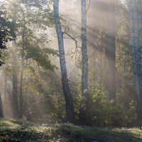 В осеннем свете............... :: Юрий Цыплятников