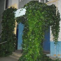 заросший лианами подъезд :: fogmeadowww m