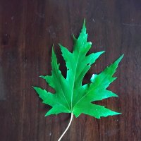 Кленовый листик :: Дмитрий Никитин