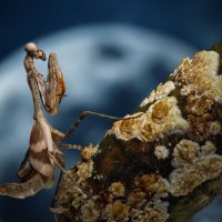 ... :: Олег Савицкий