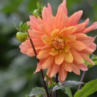 Георгин :: Татьяна Тюменка