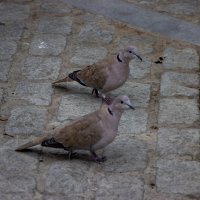 Пешеходы... :: Дмитрий А