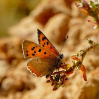 опять бабочки 10 :: Александр Прокудин