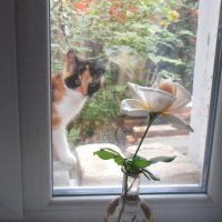 Бася увидела розу :) :: Наталья 