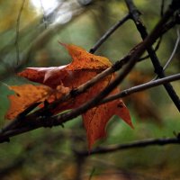 Осенний пазл :: Александр Орлов
