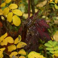 Разноцветные краски листиков :: Мария Яковлева