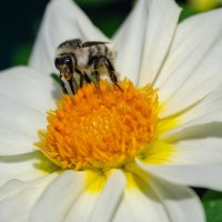 Наслаждение :: Виктор Иванович Чернюк Наслаждение :: Виктор Иванович Чернюк