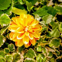 Георгин :: Veera V