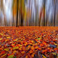 В воздухе тих и печален осени грустный мотив :: Игорь 