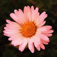 Маргаритка :: Людмила Смородинская