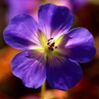 Доброе утро :: Юрий. Шмаков