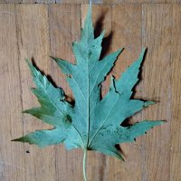 Кленовый листочек :: Дмитрий Никитин Кленовый листочек :: Дмитрий Никитин