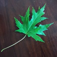 Кленовый листочек :: Дмитрий Никитин Кленовый листочек :: Дмитрий Никитин