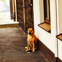 Красавчик :: Юрий Гайворонскiий