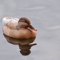 Новенькая. :: Татьяна Помогалова