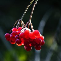 Янтарные :: Валентина *