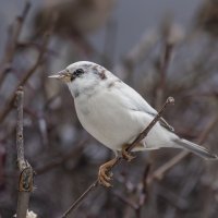 из жизни воробьев.белый воробей. :: юрий макаров