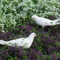 на клумбе пасутся голуби :: Елена Шаламова
