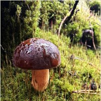 Польский. :: Валерия Комова