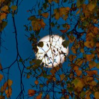 Луна в золотую осень :: Alexandеr P