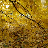 Осенний занавес :: Лариса Корж