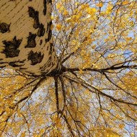 *** :: Лариса С. *** :: Лариса С.