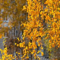 Осенние ветки берёзы :: Александр Синдерёв