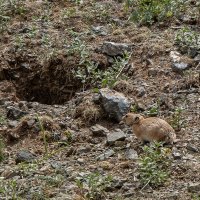 местная фауна :: Galina местная фауна :: Galina