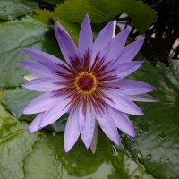 "Цветы-это звёзды на земле..".  Нимфея .... :: Галина 