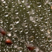 *** :: Елена Kазак (selena1965) *** :: Елена Kазак (selena1965)