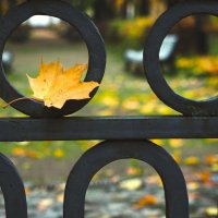 Приметы осени :: Магомед .