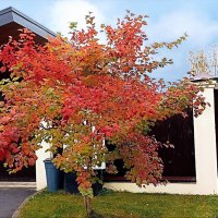 Осень :: Татьяна Тюменка