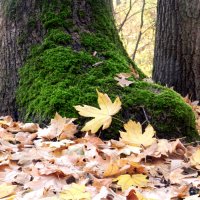 у "ног" :: Лера 