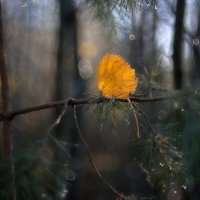 осенние зарисовки... :: Natali-C C