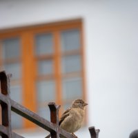 *** :: Игорь Чичиль