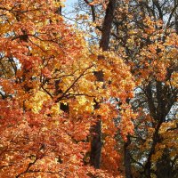 осень :: ИННА ПОРОХОВА