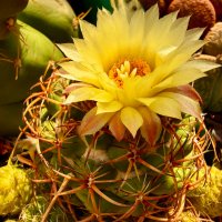 Октябрь, самое время цветения кактусов :: Александр Деревяшкин Октябрь, самое время цветения кактусов :: Александр Деревяшкин